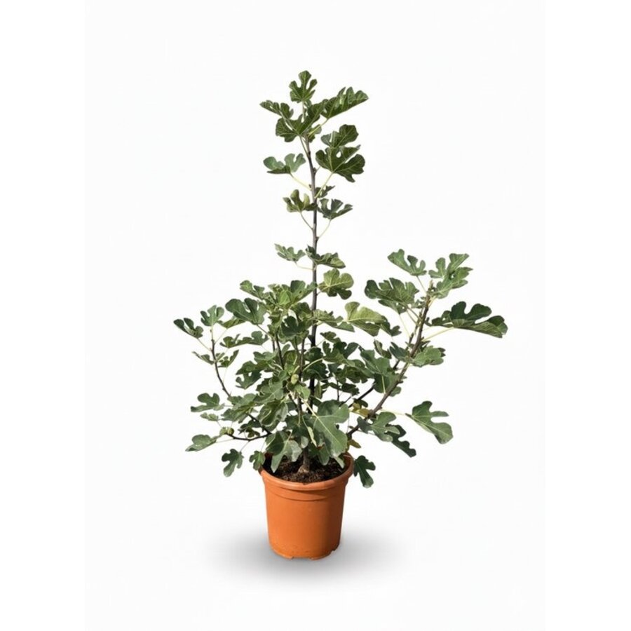 Ficus carica 'Brown Turkey' vijgenboom | 95 cm hoog bij levering | 19 cm pot