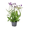 Verbena rigida | IJzerhard | 55 cm hoog | 15 cm pot