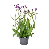 Verbena rigida (ijzerhard) | 55 cm hoog | In 15 cm pot | Paarse vaste plant voor zon