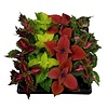 Coleus Blumei | Siernetel diverse kleuren | 15 cm hoog | 8,5 cm pot | Verkoop per stuk