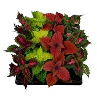 Coleus Blumei siernetel diverse kleuren | 15 cm hoog | In 8,5 cm pot | Kleurrijke bladplant voor tuin, balkon en terras | Verkoop per stuk