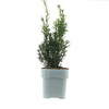 Taxus media Hicksii | 25 cm hoog | 9 cm pot