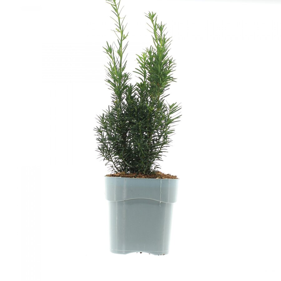 Taxus media Hicksii | 25 cm hoog | In 9 cm pot | Groenblijvende haagplant