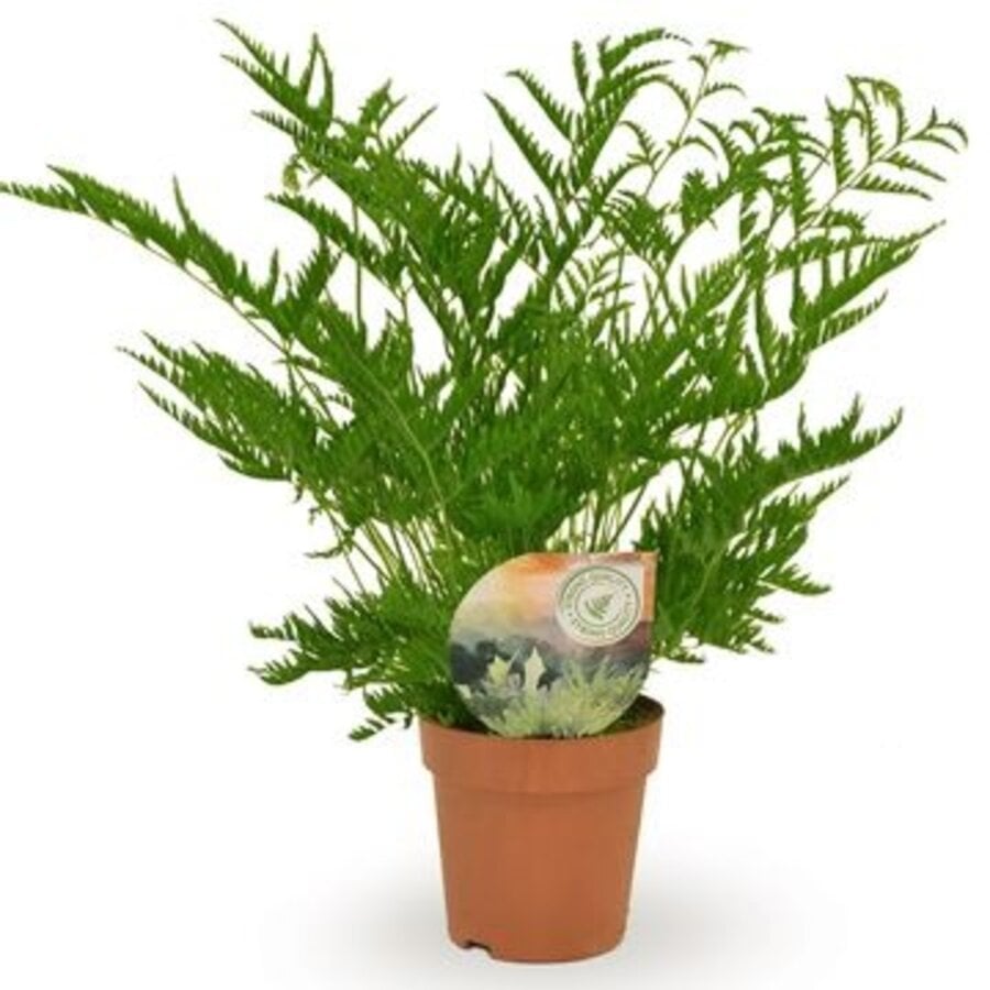 Pteris straminea terrariumvaren | 9 cm pot | 15 cm hoog