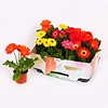 Gerbera Open Air diverse kleuren | 9 cm pot | 30 cm | per stuk