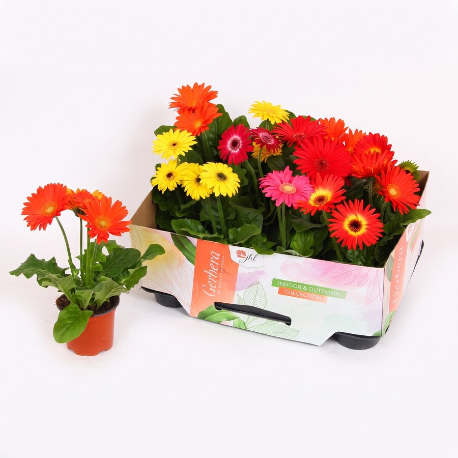 Gerbera Open Air diverse kleuren | bloeiende kamer en balkonplant | 9 cm pot | 30 cm | verkoop per stuk