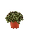 Callisia Turtle | 12 cm pot | 20 cm hoog