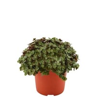 Callisia Turtle schildpadplant | terrariumplant en kamerplant | 12 cm pot | 20 cm hoog