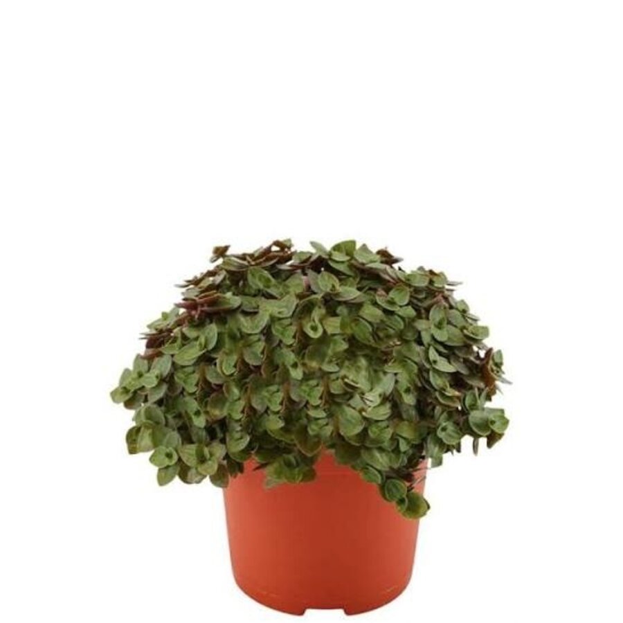 Callisia Turtle schildpadplant | terrariumplant en kamerplant | 12 cm pot | 20 cm hoog