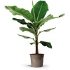 Musa Dwarf Cavendish bananenplant | pot 27 cm | hoogte 130 cm