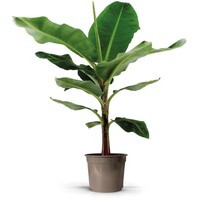 Musa Dwarf Cavendish bananenplant | tropische kamerplant en kuipplant | pot 27 cm | hoogte 130 cm