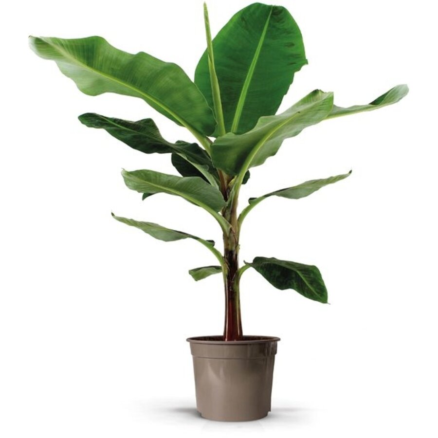 Musa Dwarf Cavendish bananenplant | tropische kamerplant en kuipplant | pot 27 cm | hoogte 130 cm