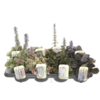 Ajuga reptans mix | 13 cm pot | ca. 10 cm hoog | Per stuk