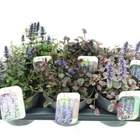 Ajuga reptans diverse soorten gemengd | Kruipend zenegroen | Ca. 10 cm hoog | In 13 cm pot | Verkoop per stuk