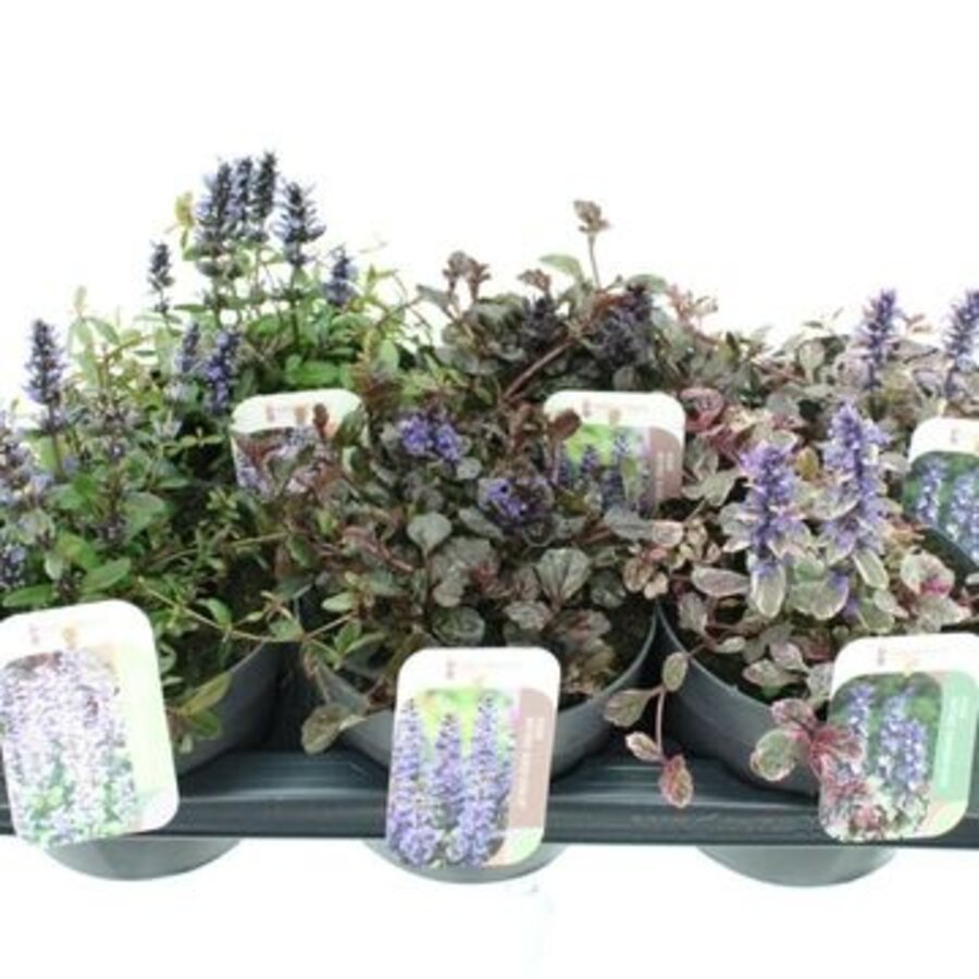 Ajuga reptans diverse soorten gemengd | Kruipend zenegroen | Ca. 10 cm hoog | In 13 cm pot | Verkoop per stuk
