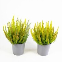 Calluna vulgaris 'Boskoop' | Struikhei | 11 cm pot | ca. 10 tot 15 cm hoog | Wintergroene heideplant