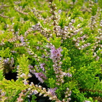 Calluna vulgaris 'Boskoop' | Struikhei | 11 cm pot | ca. 10 tot 15 cm hoog | Wintergroene heideplant