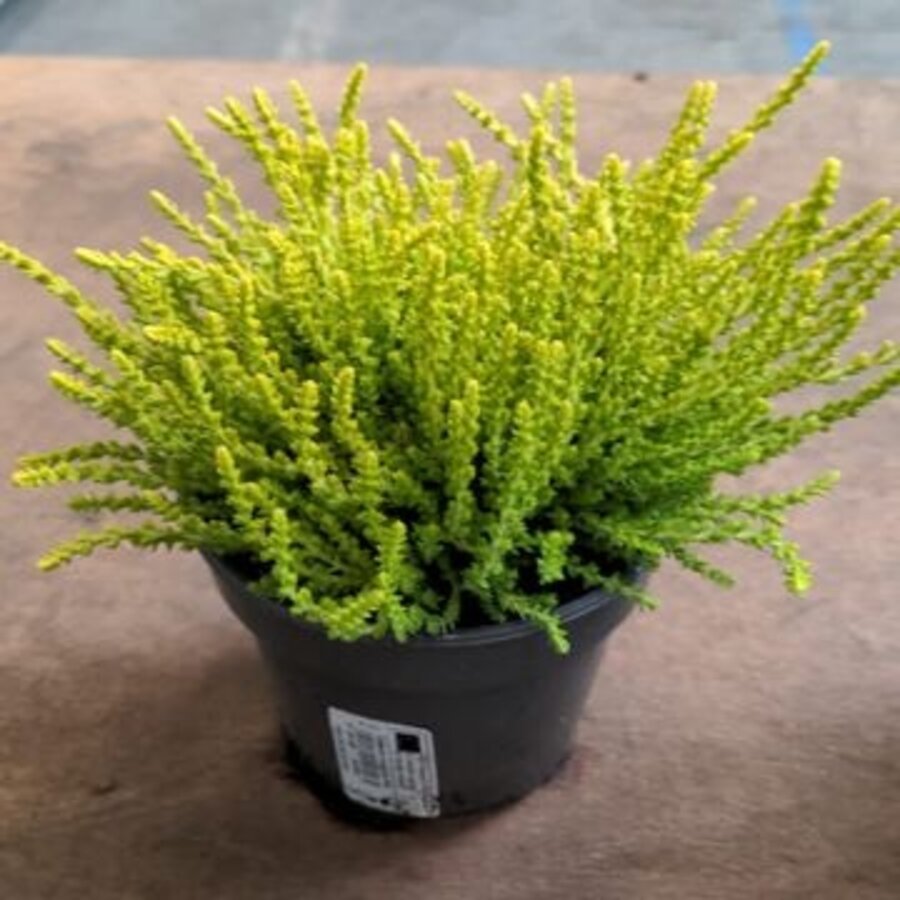 Calluna vulgaris 'Dart's Parrot' (struikheide) | ca. 15 cm hoog | In 11 cm pot | Wintergroene heideplant