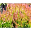 Calluna vulgaris Skyline Monaco | 20 tot 25 cm hoog | 9,5 cm pot