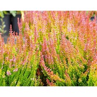 Calluna vulgaris Skyline Monaco (struikheide) | ca. 20 tot 25 cm hoog | In 9,5 cm pot | Wintergroene heideplant