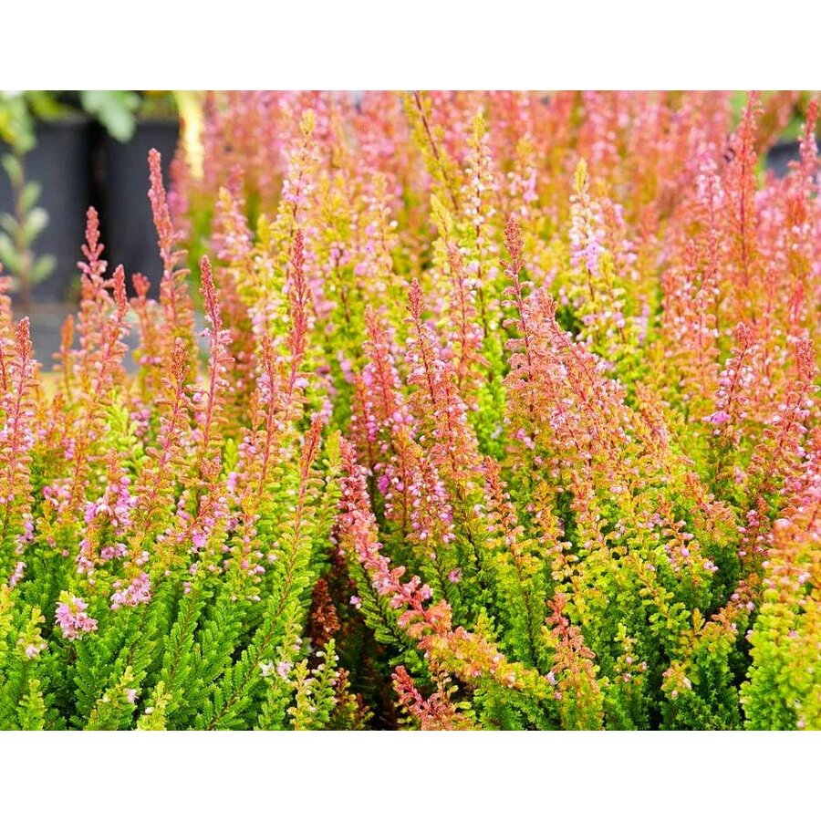 Calluna vulgaris Skyline Monaco (struikheide) | ca. 20 tot 25 cm hoog | In 9,5 cm pot | Wintergroene heideplant