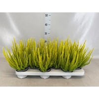 Calluna vulgaris Skyline Monaco (struikheide) | ca. 20 tot 25 cm hoog | In 9,5 cm pot | Wintergroene heideplant