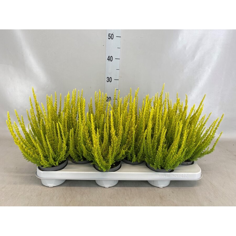 Calluna vulgaris Skyline Monaco (struikheide) | ca. 20 tot 25 cm hoog | In 9,5 cm pot | Wintergroene heideplant