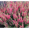 Calluna vulgaris Skyline Stockholm | 9,5 cm pot | ca. 25 cm hoog
