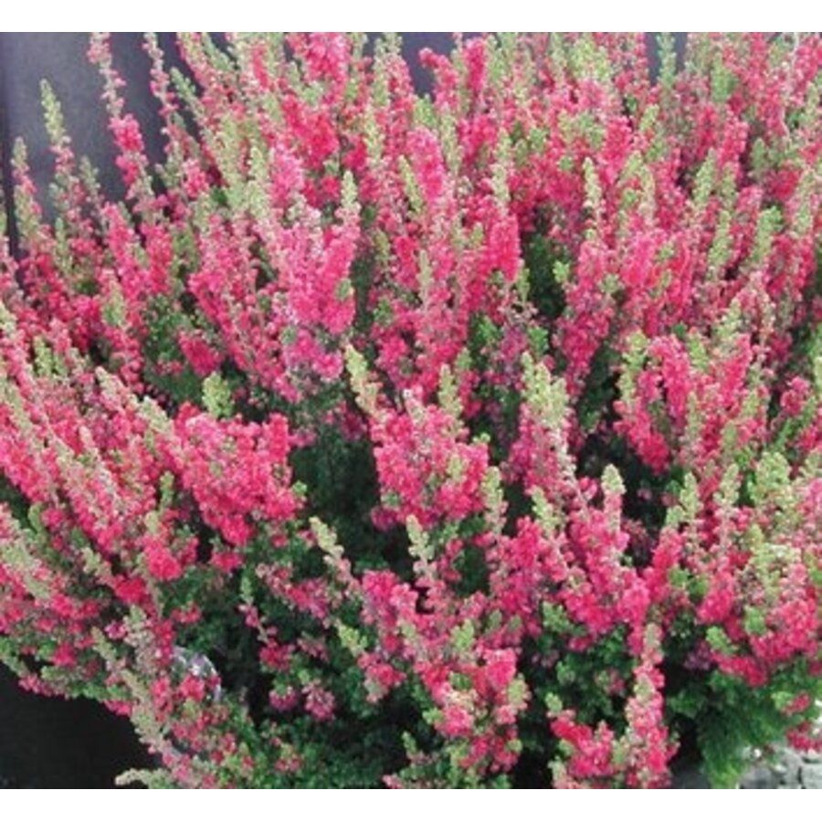 Calluna vulgaris Skyline Stockholm | Groene structuurheide | ca. 25 cm hoog | In 9,5 cm pot