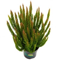 Calluna vulgaris Skyline Stockholm | Groene structuurheide | ca. 25 cm hoog | In 9,5 cm pot