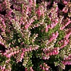 Calluna vulgaris 'Tib' | 15 tot 20 cm hoog | 11 cm pot