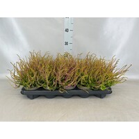 Calluna vulgaris 'Tib' (struikheide) | 15 tot 20 cm hoog | In 11 cm pot | Paarsroze zomerheide