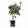 Citrus aurantiifolia Green Lime | Limoenboom op stam | 75 cm hoog | 22 cm pot
