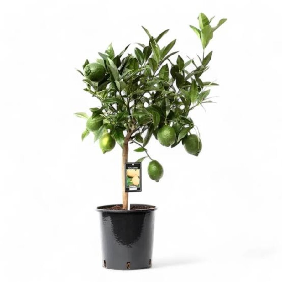 Citrus aurantiifolia Green Lime (limoenboom) op stam | 75 cm hoog | In 22 cm pot | Mediterrane citrusboom