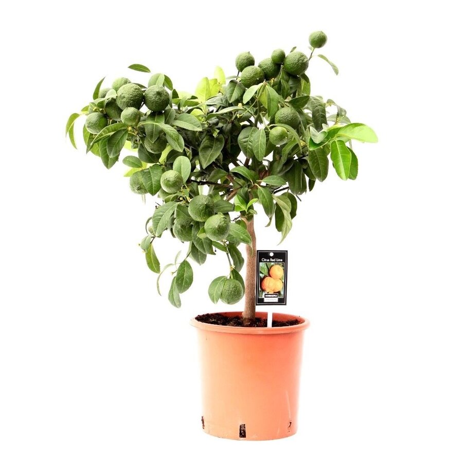 Citrus aurantiifolia Red Lime limoenboom op stam | 75 cm hoog | In 22 cm pot | Mediterrane kuipplant
