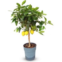 Citrus limon citroenboom op stam | 80 cm hoog | In 21 cm pot | Mediterrane kuipplant