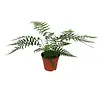 Dicksonia antarctica | Boomvaren | 30 cm hoog | 12 cm pot
