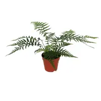 Dicksonia antarctica (boomvaren) | 30 cm hoog | In 12 cm pot | Voor tuin, binnen en terrarium
