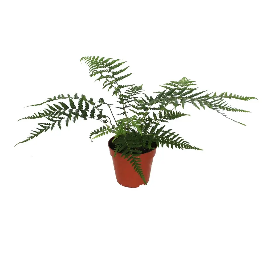 Dicksonia antarctica (boomvaren) | 30 cm hoog | In 12 cm pot | Voor tuin, binnen en terrarium