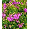 Erica Stuartii mix | 20 cm hoog | 11 cm pot | verkoop per stuk
