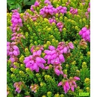 Erica Stuartii mix | Heide in diverse kleuren | 20 cm hoog | In 11 cm pot | Verkoop per stuk