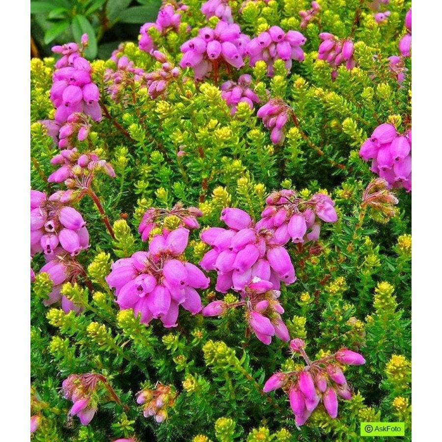 Erica Stuartii mix | Heide in diverse kleuren | 20 cm hoog | In 11 cm pot | Verkoop per stuk