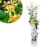 Trachelospermum jasminoides Star Of Toscane | 65 cm hoog | 15 cm pot