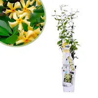 Trachelospermum jasminoides Star Of Toscane | Toscaanse jasmijn | 65 cm hoog | 15 cm pot | Geelbloeiende wintergroene klimplant