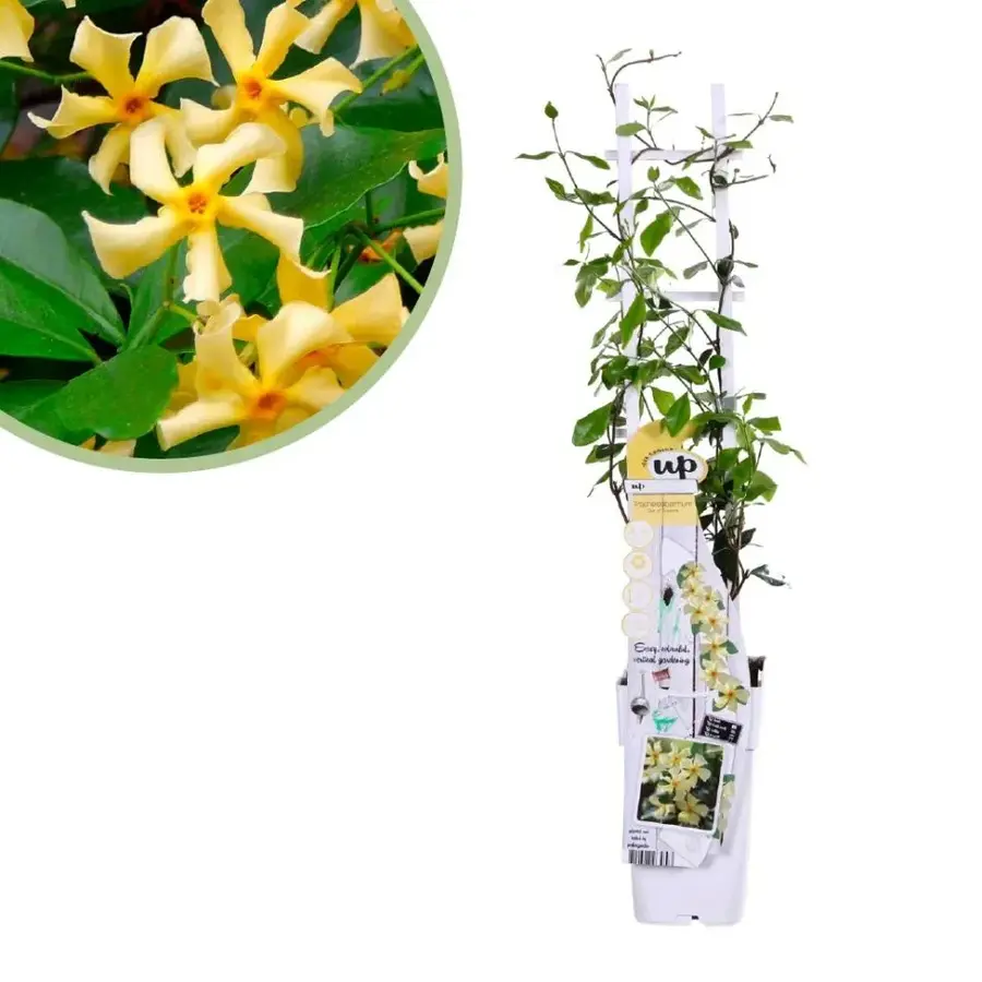 Trachelospermum jasminoides Star Of Toscane | Toscaanse jasmijn | 65 cm hoog | 15 cm pot | Geelbloeiende wintergroene klimplant