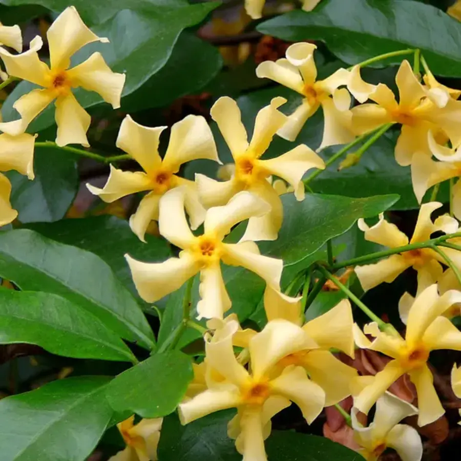Trachelospermum jasminoides Star Of Toscane | Toscaanse jasmijn | 65 cm hoog | 15 cm pot | Geelbloeiende wintergroene klimplant
