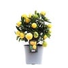 Citrus limon | Citroenboom eetbaar | ca. 50 cm hoog | 15 cm pot