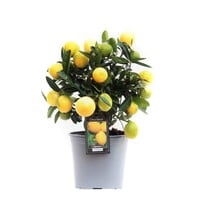Citrus limon citroenboom eetbaar | ca. 50 cm hoog | In 15 cm pot | Mediterrane kuipplant