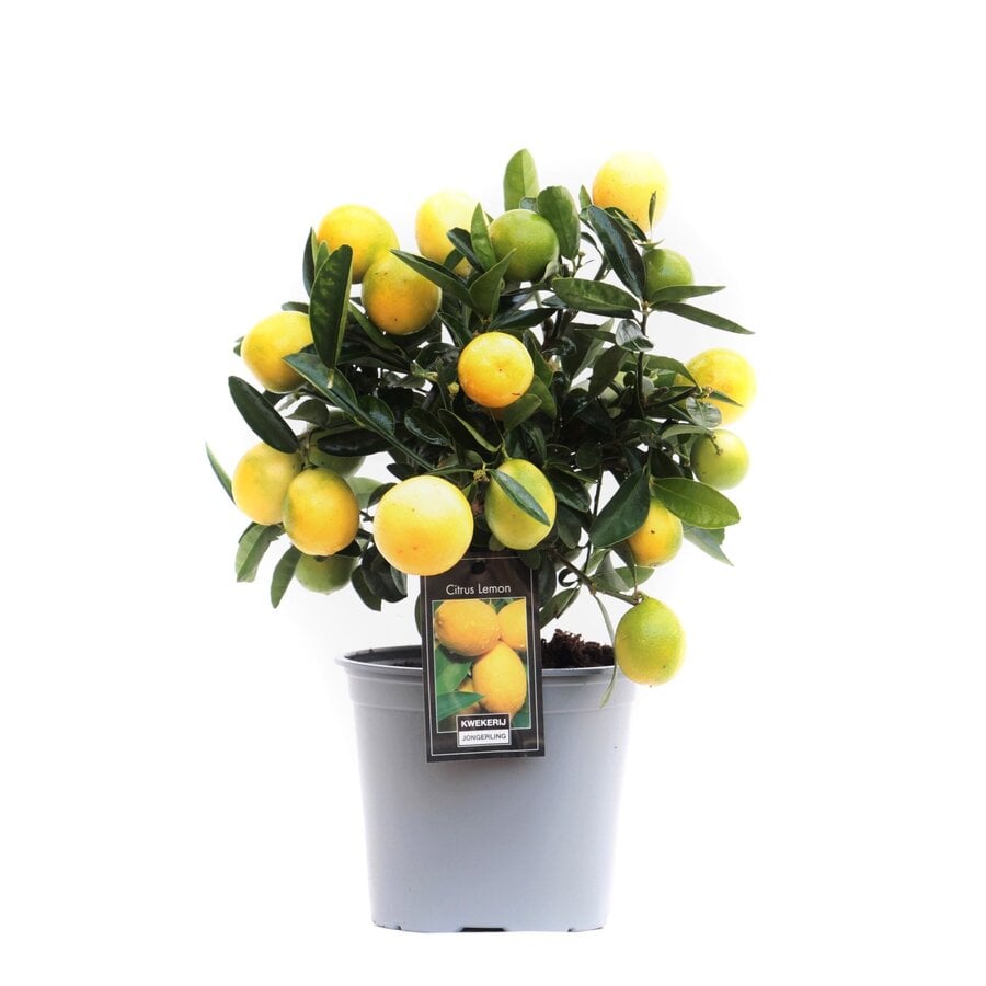 Citrus limon citroenboom eetbaar | ca. 50 cm hoog | In 15 cm pot | Mediterrane kuipplant