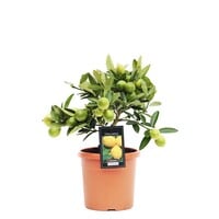 Citrus limon citroenboom eetbaar | ca. 50 cm hoog | In 15 cm pot | Mediterrane kuipplant